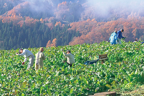 野沢菜畑